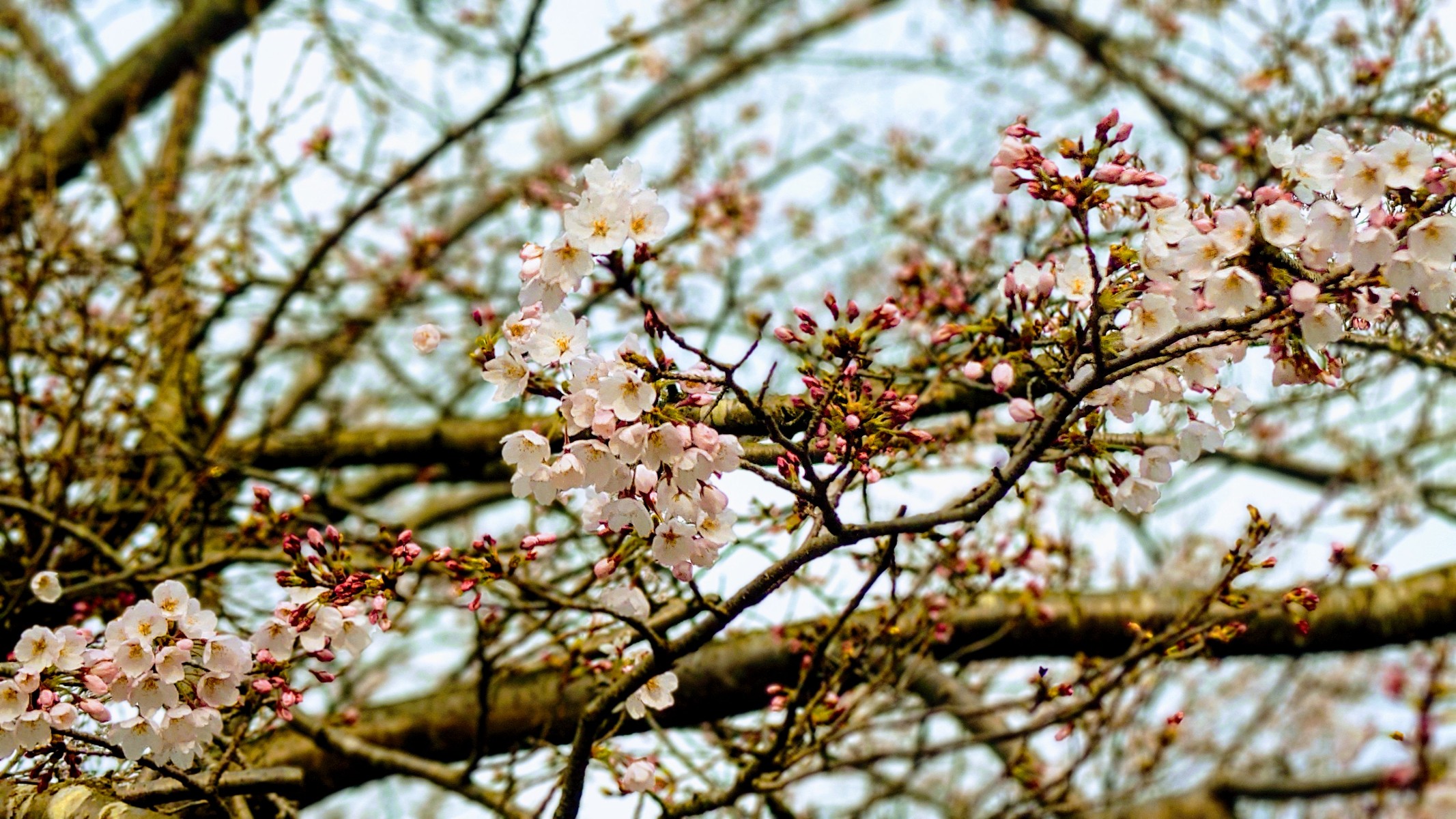 🌸桜🌸咲いてますよ！